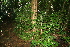  (Randia grandifolia - BioBot10046)  @11 [ ] Copyright (2010) Unspecified Unspecified