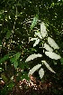  ( - BioBot10050)  @11 [ ] Copyright (2010) Unspecified Unspecified