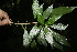  ( - BioBot10059)  @11 [ ] Copyright (2010) Unspecified Unspecified