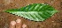  ( - BioBot10062)  @11 [ ] Copyright (2010) Unspecified Unspecified