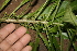  ( - BioBot10063)  @11 [ ] Copyright (2010) Unspecified Unspecified