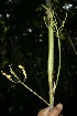  ( - BioBot10064)  @11 [ ] Copyright (2010) Unspecified Unspecified
