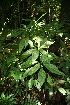  ( - BioBot10067)  @11 [ ] Copyright (2010) Unspecified Unspecified