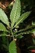  ( - BioBot10067)  @11 [ ] Copyright (2010) Unspecified Unspecified