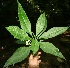  ( - BioBot10067)  @11 [ ] Copyright (2010) Unspecified Unspecified