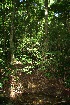  ( - BioBot10077)  @11 [ ] CreativeCommons - Attribution Non-Commercial Share-Alike (2010) Daniel H. Janzen Guanacaste Dry Forest Conservation Fund