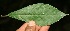  ( - BioBot10077)  @11 [ ] Copyright (2010) Unspecified Unspecified