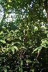  (Amphitecna latifolia - BioBot10087)  @11 [ ] Copyright (2010) Unspecified Unspecified