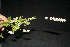  ( - BioBot10108)  @11 [ ] Copyright (2010) Unspecified Unspecified