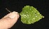  (Salvia lasiocephala - BioBot10108)  @11 [ ] Copyright (2010) Unspecified Unspecified