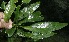  ( - BioBot10135)  @11 [ ] Copyright (2010) Unspecified Unspecified