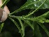  (Justicia arborecens - BioBot10135)  @12 [ ] Copyright (2010) Unspecified Unspecified