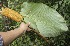  (Calathea crotalifera - BioBot10141)  @11 [ ] Copyright (2010) Unspecified Unspecified