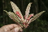  ( - BioBot10152)  @11 [ ] CreativeCommons - Attribution Non-Commercial Share-Alike (2011) Daniel H. Janzen Guanacaste Dry Forest Conservation Fund