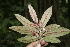  ( - BioBot10152)  @11 [ ] CreativeCommons - Attribution Non-Commercial Share-Alike (2011) Daniel H. Janzen Guanacaste Dry Forest Conservation Fund