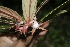  ( - BioBot10152)  @11 [ ] CreativeCommons - Attribution Non-Commercial Share-Alike (2011) Daniel H. Janzen Guanacaste Dry Forest Conservation Fund