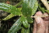  ( - BioBot10152)  @11 [ ] CreativeCommons - Attribution Non-Commercial Share-Alike (2011) Daniel H. Janzen Guanacaste Dry Forest Conservation Fund