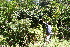  ( - BioBot10176)  @11 [ ] CreativeCommons - Attribution Non-Commercial Share-Alike (2011) Daniel H. Janzen Guanacaste Dry Forest Conservation Fund