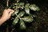  ( - BioBot10176)  @11 [ ] CreativeCommons - Attribution Non-Commercial Share-Alike (2011) Daniel H. Janzen Guanacaste Dry Forest Conservation Fund
