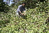  ( - BioBot10177)  @11 [ ] CreativeCommons - Attribution Non-Commercial Share-Alike (2011) Daniel H. Janzen Guanacaste Dry Forest Conservation Fund