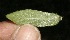  ( - BioBot10177)  @11 [ ] CreativeCommons - Attribution Non-Commercial Share-Alike (2011) Daniel H. Janzen Guanacaste Dry Forest Conservation Fund