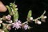  ( - BioBot10178)  @11 [ ] CreativeCommons - Attribution Non-Commercial Share-Alike (2011) Daniel H. Janzen Guanacaste Dry Forest Conservation Fund