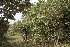  ( - BioBot10193)  @11 [ ] CreativeCommons - Attribution Non-Commercial Share-Alike (2011) Daniel H. Janzen Guanacaste Dry Forest Conservation Fund