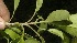  ( - BioBot10195)  @11 [ ] CreativeCommons - Attribution Non-Commercial Share-Alike (2011) Daniel H. Janzen Guanacaste Dry Forest Conservation Fund
