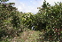  ( - BioBot10196)  @11 [ ] CreativeCommons - Attribution Non-Commercial Share-Alike (2011) Daniel H. Janzen Guanacaste Dry Forest Conservation Fund