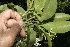  ( - BioBot10196)  @11 [ ] CreativeCommons - Attribution Non-Commercial Share-Alike (2011) Daniel H. Janzen Guanacaste Dry Forest Conservation Fund
