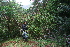  ( - BioBot10197)  @11 [ ] CreativeCommons - Attribution Non-Commercial Share-Alike (2011) Daniel H. Janzen Guanacaste Dry Forest Conservation Fund