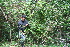  ( - BioBot10197)  @11 [ ] CreativeCommons - Attribution Non-Commercial Share-Alike (2011) Daniel H. Janzen Guanacaste Dry Forest Conservation Fund