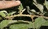  ( - BioBot10197)  @11 [ ] CreativeCommons - Attribution Non-Commercial Share-Alike (2011) Daniel H. Janzen Guanacaste Dry Forest Conservation Fund