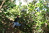  ( - BioBot10199)  @11 [ ] CreativeCommons - Attribution Non-Commercial Share-Alike (2011) Daniel H. Janzen Guanacaste Dry Forest Conservation Fund