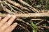  (Salvia polystachya - BioBot10199)  @11 [ ] CreativeCommons - Attribution Non-Commercial Share-Alike (2011) Daniel H. Janzen Guanacaste Dry Forest Conservation Fund