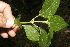  ( - BioBot10199)  @11 [ ] CreativeCommons - Attribution Non-Commercial Share-Alike (2011) Daniel H. Janzen Guanacaste Dry Forest Conservation Fund