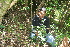  ( - BioBot10200)  @11 [ ] CreativeCommons - Attribution Non-Commercial Share-Alike (2011) Daniel H. Janzen Guanacaste Dry Forest Conservation Fund