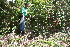  ( - BioBot10202)  @11 [ ] CreativeCommons - Attribution Non-Commercial Share-Alike (2011) Daniel H. Janzen Guanacaste Dry Forest Conservation Fund