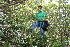  ( - BioBot10205)  @11 [ ] CreativeCommons - Attribution Non-Commercial Share-Alike (2011) Daniel H. Janzen Guanacaste Dry Forest Conservation Fund