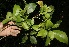  (Chionanthus panamensis - BioBot10206)  @11 [ ] CreativeCommons - Attribution Non-Commercial Share-Alike (2011) Daniel H. Janzen Guanacaste Dry Forest Conservation Fund