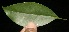  ( - BioBot10206)  @11 [ ] CreativeCommons - Attribution Non-Commercial Share-Alike (2011) Daniel H. Janzen Guanacaste Dry Forest Conservation Fund
