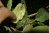  ( - BioBot10206)  @11 [ ] CreativeCommons - Attribution Non-Commercial Share-Alike (2011) Daniel H. Janzen Guanacaste Dry Forest Conservation Fund