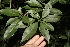  ( - BioBot10206)  @11 [ ] CreativeCommons - Attribution Non-Commercial Share-Alike (2011) Daniel H. Janzen Guanacaste Dry Forest Conservation Fund