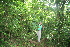  (Faramea multiflora - BioBot10221)  @11 [ ] CreativeCommons - Attribution Non-Commercial Share-Alike (2011) Daniel H. Janzen Guanacaste Dry Forest Conservation Fund