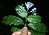  ( - BioBot10222)  @11 [ ] CreativeCommons - Attribution Non-Commercial Share-Alike (2011) Daniel H. Janzen Guanacaste Dry Forest Conservation Fund