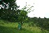  ( - BioBot10231)  @11 [ ] CreativeCommons - Attribution Non-Commercial Share-Alike (2011) Daniel H. Janzen Guanacaste Dry Forest Conservation Fund