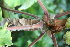  ( - BioBot10235)  @11 [ ] CreativeCommons - Attribution Non-Commercial Share-Alike (2011) Daniel H. Janzen Guanacaste Dry Forest Conservation Fund