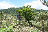  ( - BioBot10252)  @11 [ ] CreativeCommons - Attribution Non-Commercial Share-Alike (2011) Daniel H. Janzen Guanacaste Dry Forest Conservation Fund