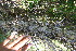  ( - BioBot10252)  @11 [ ] CreativeCommons - Attribution Non-Commercial Share-Alike (2011) Daniel H. Janzen Guanacaste Dry Forest Conservation Fund