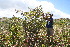  ( - BioBot10253)  @11 [ ] CreativeCommons - Attribution Non-Commercial Share-Alike (2011) Daniel H. Janzen Guanacaste Dry Forest Conservation Fund